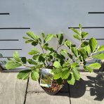 Hamamel prostredný (Hamamelis × intermedia) ‘ARNOLD PROMISE’ - výška 30-40 cm, kont. C3L